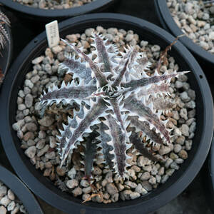 新春SALE! 16. ディッキア ★ Dyckia Evil Wing Otto Bromeliad Hybrid