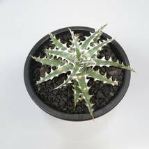 新春SALE! 17. ディッキア ★ Dyckia Wing Otto Bromeliad Hybrid_画像4