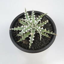 新春SALE! 17. ディッキア ★ Dyckia Wing Otto Bromeliad Hybrid_画像5