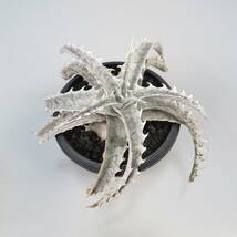 新春SALE! 19. ディッキア ★ Dyckia Fujiyama Panlop Rungrussami Hybrid_画像5