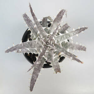 新春SALE! 21. ディッキア ★ Dyckia goehringii Michael's Bromeliads Clone 