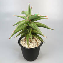 新春SALE! 2. サンセベリア ☆ Sansevieria Lavranos 23251 ★ サンスベリア_画像5