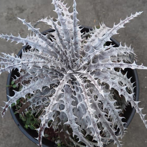 新春SALE! 15. ディッキア ★ Dyckia Silver Mercury Sueb Hybrid