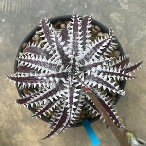 新春SALE! 14. ディッキア ★ Dyckia Freddy's Wing Otto Bromeliad Hybrid