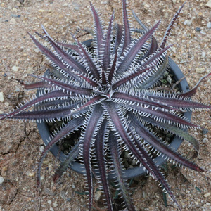 新春SALE! 17. ディッキア ★ Dyckia Red Basilisk Sueb Hybrid