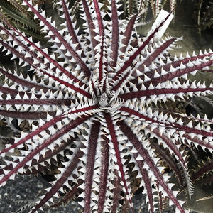 新春SALE! 6. ディッキア ★ Dyckia Samurai Bromeliad Cultivar Register (15405)