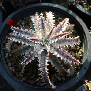 新春SALE! 9. ディッキア ★ Dyckia Ocean Starlight Sueb Hybrid