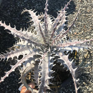 新春SALE! 10. ディッキア ★ Dyckia Golem Sueb Hybrid