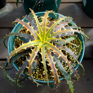 新春SALE! 8. ディッキア ★ Dyckia Samed Rtp Bromeliad Cultivar Register (11438)