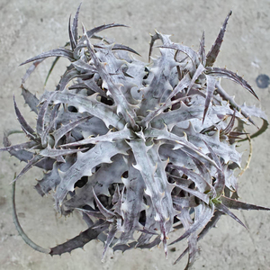 新春SALE! 7. ディッキア ★ Dyckia Mahachai F2 Panus Select #04