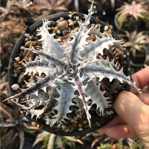 新春SALE! 25. ディッキア ★ Dyckia goehringii Mini Sueb Hybrid