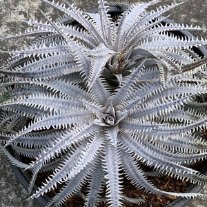 新春SALE! 10. ディッキア ★ Dyckia Swan Sueb Hybrid