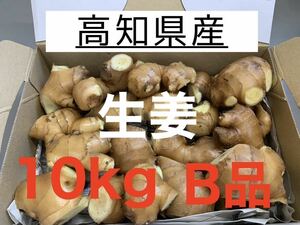 高知県産　生姜　しょうが　B品　10kg