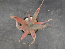 アロエ　カスタネア　Aloe castanea　3.5号鉢植え_画像8