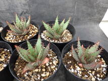 36　アロエ　ブローミー　Aloe broomii　3.5号鉢植え　12鉢セット_画像4