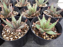 36　アロエ　ブローミー　Aloe broomii　3.5号鉢植え　12鉢セット_画像10