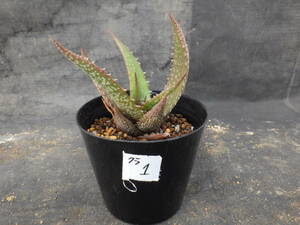 1　アロエ　クラッセニー　Aloe classenii　3.5号鉢植え