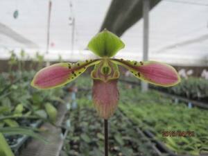 パフィオ原種 Paph.bullenianum var. celebesense x sib TOP苗開花サイズ蕾付き株