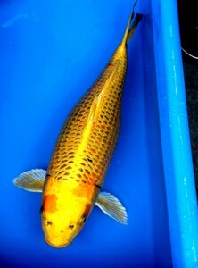 金松葉黄金　61センチ　3歳　メス　鮪鯉養魚場産