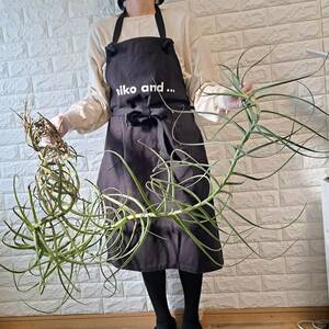 ☆1円スタート☆129XL ビカクシダ 植物（大株+）☆Tillandsia arhiza(ティランジア・アリザ)/エアープランツ