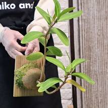 ☆1円スタート☆17 ヒドノフィツム 植物☆Hydnophytum formicarum(ヒドノフィツム・フォルミカルム)CK/アリ植物/Antplant_画像6