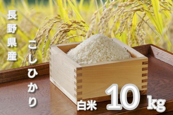 【白米】令和5年長野県産コシヒカリ10キロ 精米したてをお届け!!