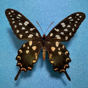 【蝶　標本】アンテノールオオジャコウアゲハ