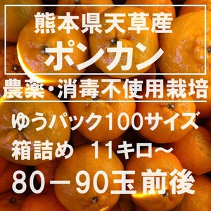 ポンカン　ミックス玉　100サイズ　11キロ～　農薬・消毒不使用栽培