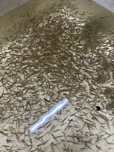 淡水魚★雑魚2.5〜5cm 50匹セット　『オイカワ、カワムツ、バラタナゴ 、クチボソ、ボラ幼魚、その他』