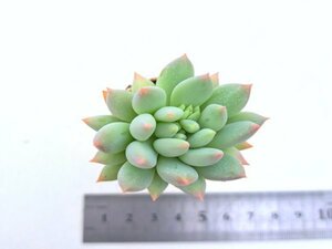 【067】多肉植物根付き苗 200品目出品！100円スタート！【クラウンボール】（パキベリア）