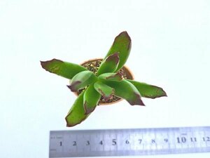 【024】多肉植物根付き苗 200品目出品！100円スタート！【カンパニュラータ】（コチレドン）