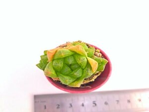 【096】多肉植物根付き苗 200品目出品！100円スタート！【ウンブラティコーラ】（ハオルチア）