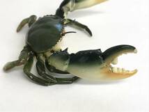 091 (14-5) アクアテイルズ ノコギリガザミ 海洋堂 KAIYODO AQUATALES Polyresin #1-006 Mud Crab 塗装済み_画像8