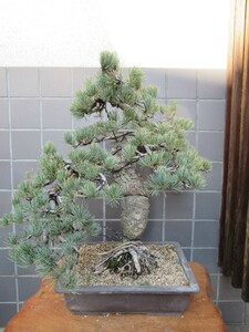  Shikoku . island . leaf pine bonsai ( height of tree 53cm) middle goods bonsai peace pot 