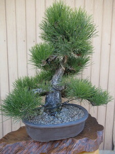 四国黒松盆栽　(樹高351ｃｍ、幹直径8ｃｍ) 　 中品盆栽　　和鉢