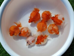 国産★ピンポンパール☆6匹+おまけ3匹★約8.5cm★明け2歳☆上質★丈夫☆金魚★観賞魚☆まん丸遺伝子★可愛い！飼育！カラフル