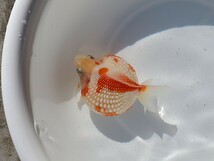 国産★ピンポンパール☆1匹★約10.0cm★明け2歳☆上質★丈夫☆金魚★観賞魚☆まん丸遺伝子★可愛い！飼育！カラフル☆アクアリウム_画像6