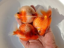 国産★ピンポンパール☆2匹+おまけ★約9.0cm★明け2歳☆上質★丈夫☆金魚★観賞魚☆まん丸遺伝子★可愛い！飼育！カラフル☆アクアリウム_画像4