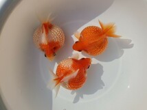 国産★ピンポンパール☆2匹+おまけ★約9.0cm★明け2歳☆上質★丈夫☆金魚★観賞魚☆まん丸遺伝子★可愛い！飼育！カラフル☆アクアリウム_画像1