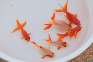 【猫飯】綺麗な柄　琉金・約5センチ・6匹　　①　金魚　川魚　現物