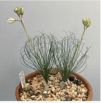 01珍奇植物ドリミア・ムルチフォリアDrimia multifolia2株_画像4