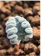 20珍奇植物冬型塊根植物 Eriospermum titanopsoides_画像3