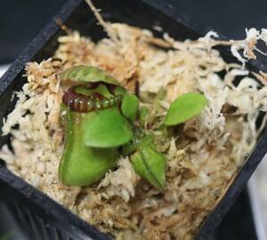 △△△△△Cephalotus follicularis ”Eden Black” (cedric) セファロタス　食虫植物