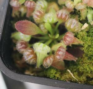 △△△Cephalotus follicularis　`German Giant' C.C セファロタス　食虫植物