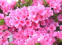 二重で淡桃色の小輪多花が株を覆います。