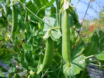 野菜嫌いお子様と 種から育てる 野菜作り。