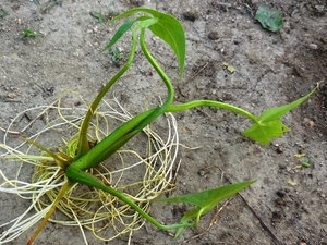 416.6.3◆水生植物 水辺植物 メダカ金魚◆水草 抽水植物 ビオトープ◆オモダカ国産 青クワイ 種芋 3苗株◆無農薬 無化学肥料 自然菜園 栽培