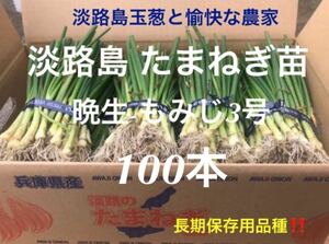 淡路島産 玉ねぎ苗 100本 たまねぎ苗 玉葱苗 タマネギ苗 淡路島 農家直送 家庭菜園