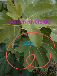 いちじく穂木　Golden Riverside　1.7