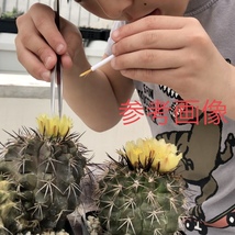 13 自家採取種子 10粒 コピアポア サルコアーナ Copiapoa sarcoana JN1969 検索 @Leafy works 黒王丸_画像3